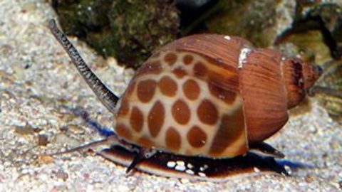 Veneno de caracol marino contra el dolor crónico y el Alzheimer